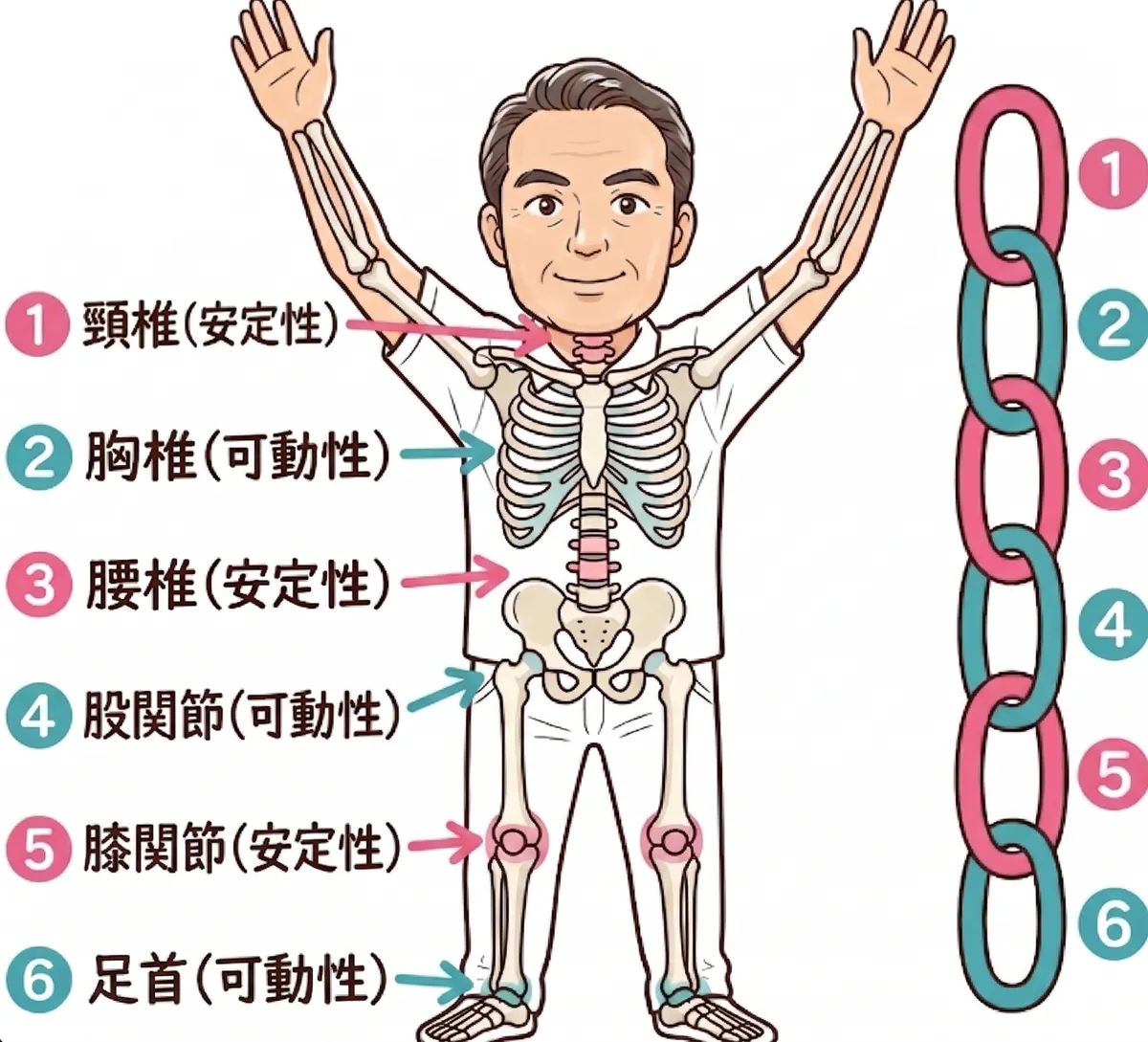 各関節の役割（可動と安定）