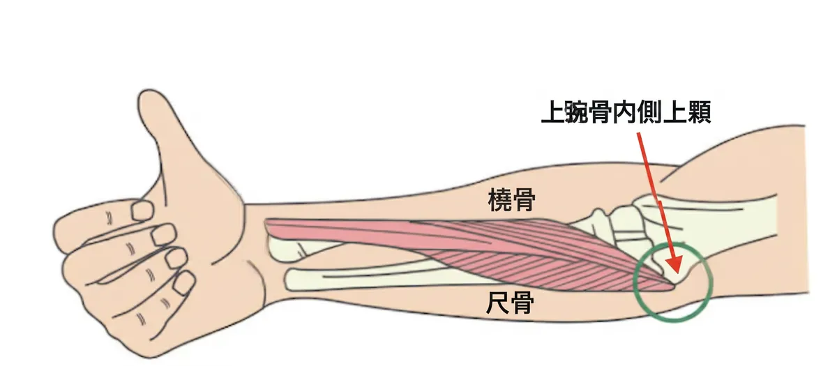 上腕骨内側上顆の解説