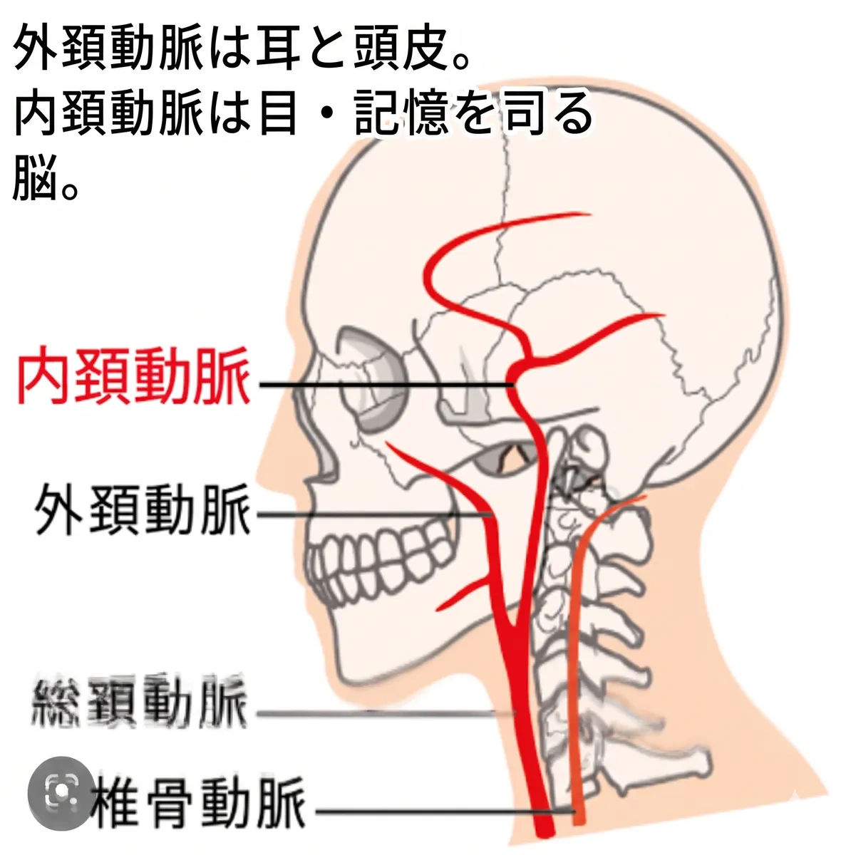 外頚動脈と内頚動脈